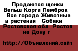 Продаются щенки Вельш Корги Пемброк  - Все города Животные и растения » Собаки   . Ростовская обл.,Ростов-на-Дону г.